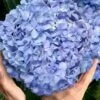 Big Daddy Hydrangea - 7 Gallon Pot -Plant Shop hydrangea macrophylla big daddy 101