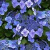 Blue Wave Lacecap Hydrangea - 3 Gallon Pot 1 Blue Wave Lacecap Hydrangea - 3 Gallon Pot -Plant Shop hydrangea macrophylla blue wave 23
