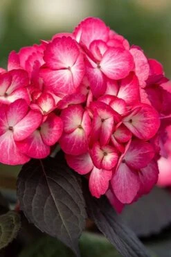 Eclipse Bigleaf Hydrangea - 3 Gallon Pot -Plant Shop hydrangea macrophylla eclipse 1