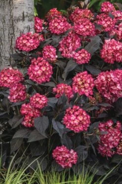 Eclipse Bigleaf Hydrangea - 3 Gallon Pot -Plant Shop hydrangea macrophylla eclipse 3
