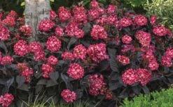 Eclipse Bigleaf Hydrangea - 3 Gallon Pot -Plant Shop hydrangea macrophylla eclipse 4