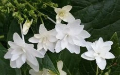 Fuji Waterfall Hydrangea - 1 Gallon Pot 11 Fuji Waterfall Hydrangea - 1 Gallon Pot -Plant Shop hydrangea macrophylla fuji waterfall 2
