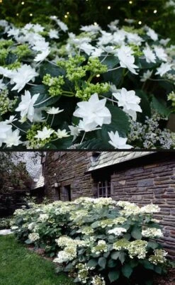 Fuji Waterfall Hydrangea - 1 Gallon Pot 12 Fuji Waterfall Hydrangea - 1 Gallon Pot -Plant Shop hydrangea macrophylla fuji waterfall 4
