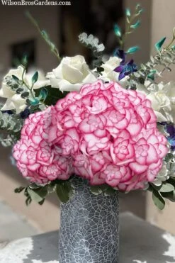 Miss Saori Hydrangea - 1 Gallon Pot 14 Miss Saori Hydrangea - 1 Gallon Pot -Plant Shop hydrangea macrophylla miss saori 20