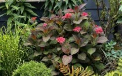 Miss Saori Hydrangea - 1 Gallon Pot 15 Miss Saori Hydrangea - 1 Gallon Pot -Plant Shop hydrangea macrophylla miss saori 9