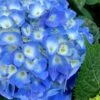 Nantucket Blue Hydrangea - 3 Gallon Pot -Plant Shop hydrangea macrophylla nantucket 1