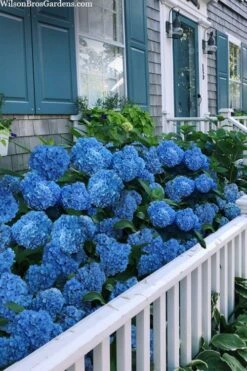 Nantucket Blue Hydrangea - 3 Gallon Pot -Plant Shop hydrangea macrophylla nantucket 2