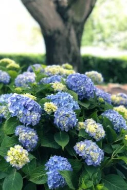 Nantucket Blue Hydrangea - 3 Gallon Pot -Plant Shop hydrangea macrophylla nantucket 3