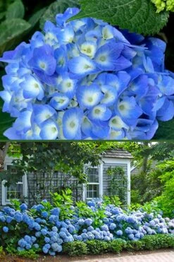 Nantucket Blue Hydrangea - 3 Gallon Pot -Plant Shop hydrangea macrophylla nantucket 4