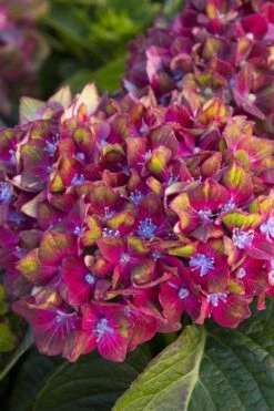 Pistachio Hydrangea - 3 Gallon Pot -Plant Shop hydrangea macrophylla pistachio 2