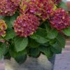 Pistachio Hydrangea - 3 Gallon Pot -Plant Shop hydrangea macrophylla pistachio 4
