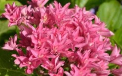 Princess Diana Hydrangea - 3 Gallon Pot 17 Princess Diana Hydrangea - 3 Gallon Pot -Plant Shop hydrangea macrophylla princess diana 1