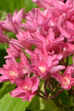 Princess Diana Hydrangea - 3 Gallon Pot 18 Princess Diana Hydrangea - 3 Gallon Pot -Plant Shop hydrangea macrophylla princess diana 3