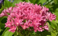 Princess Diana Hydrangea - 3 Gallon Pot 16 Princess Diana Hydrangea - 3 Gallon Pot -Plant Shop hydrangea macrophylla princess diana 5