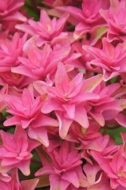 Princess Diana Hydrangea - 3 Gallon Pot 19 Princess Diana Hydrangea - 3 Gallon Pot -Plant Shop hydrangea macrophylla princess diana 6