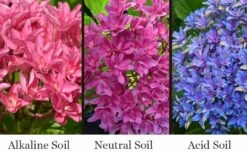 Princess Diana Hydrangea - 3 Gallon Pot 14 Princess Diana Hydrangea - 3 Gallon Pot -Plant Shop hydrangea macrophylla princess diana 8