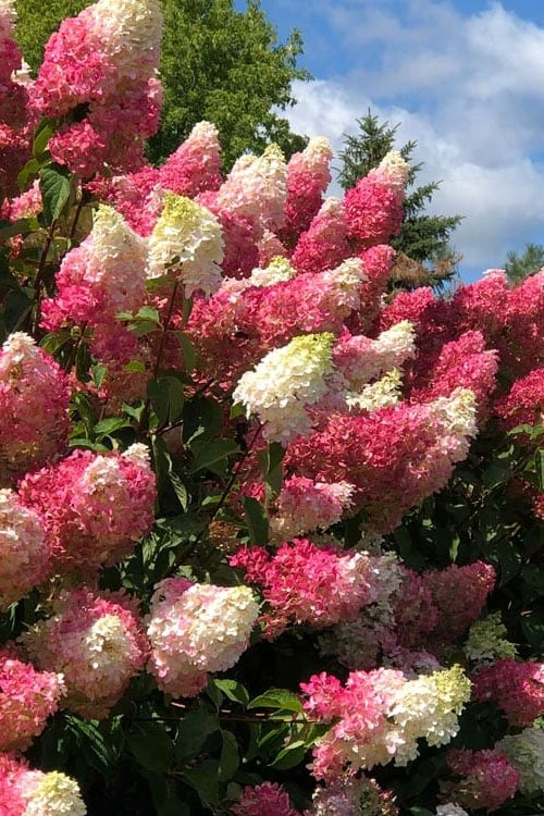 Berry White Panicle Hydrangea - 3 Gallon Pot 3 Berry White Panicle Hydrangea - 3 Gallon Pot