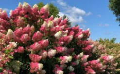 Berry White Panicle Hydrangea - 3 Gallon Pot 15 Berry White Panicle Hydrangea - 3 Gallon Pot -Plant Shop hydrangea paniculata berry white 4