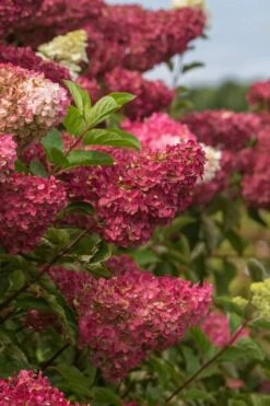 Berry White Panicle Hydrangea - 3 Gallon Pot 18 Berry White Panicle Hydrangea - 3 Gallon Pot -Plant Shop hydrangea paniculata berry white 5