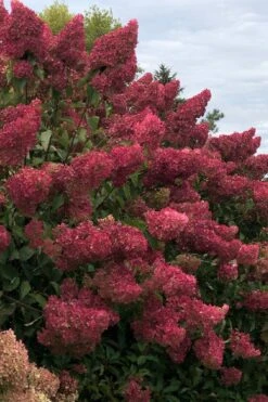 Berry White Panicle Hydrangea - 3 Gallon Pot 19 Berry White Panicle Hydrangea - 3 Gallon Pot -Plant Shop hydrangea paniculata berry white 7