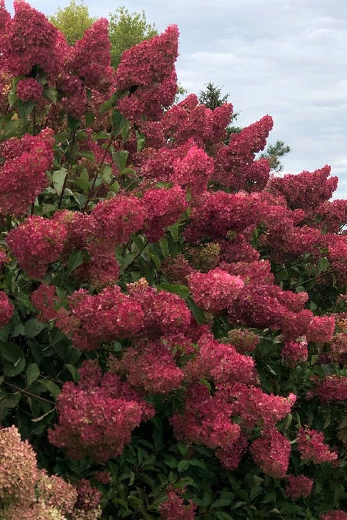 Berry White Panicle Hydrangea - 3 Gallon Pot 11 Berry White Panicle Hydrangea - 3 Gallon Pot - Image 9