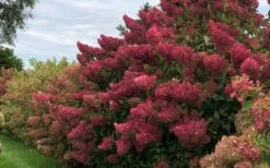 Berry White Panicle Hydrangea - 3 Gallon Pot 17 Berry White Panicle Hydrangea - 3 Gallon Pot -Plant Shop hydrangea paniculata berry white 8