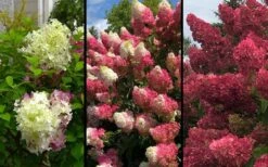 Berry White Panicle Hydrangea - 3 Gallon Pot 14 Berry White Panicle Hydrangea - 3 Gallon Pot -Plant Shop hydrangea paniculata berry white 9