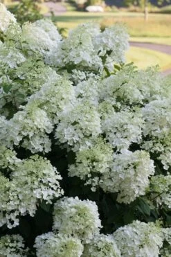 Bobo Hydrangea - 3 Gallon Pot -Plant Shop hydrangea paniculata bobo 3