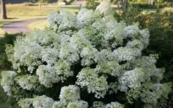 Bobo Hydrangea - 3 Gallon Pot -Plant Shop hydrangea paniculata bobo 4