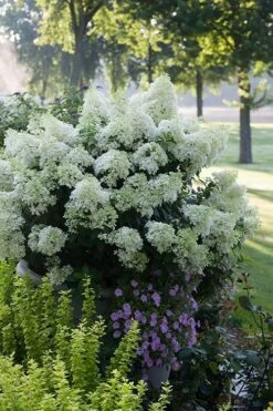 Bobo Hydrangea - 3 Gallon Pot -Plant Shop hydrangea paniculata bobo 5
