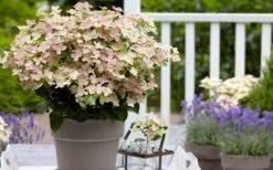 Early Evolution Hydrangea - 1 Gallon Pot -Plant Shop hydrangea paniculata early evolution 2