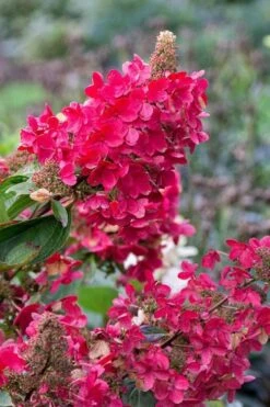 Flare Hydrangea - 3 Gallon Pot -Plant Shop hydrangea paniculata lava lamp flare 15 1