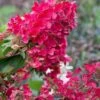 Flare Hydrangea - 3 Gallon Pot -Plant Shop hydrangea paniculata lava lamp flare 15