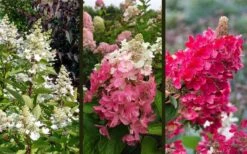 Flare Hydrangea - 3 Gallon Pot -Plant Shop hydrangea paniculata lava lamp flare 16