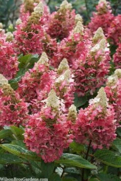 Flare Hydrangea - 3 Gallon Pot -Plant Shop hydrangea paniculata lava lamp flare 3