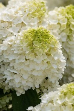 Little Hottie Hydrangea - 3 Gallon Pot -Plant Shop hydrangea paniculata little hottie 1
