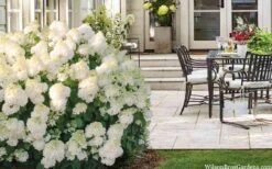 Little Hottie Hydrangea - 3 Gallon Pot -Plant Shop hydrangea paniculata little hottie 5