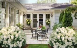 Little Hottie Hydrangea - 3 Gallon Pot -Plant Shop hydrangea paniculata little hottie 7