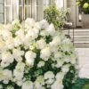 Little Hottie Hydrangea - 3 Gallon Pot -Plant Shop hydrangea paniculata little hottie 8