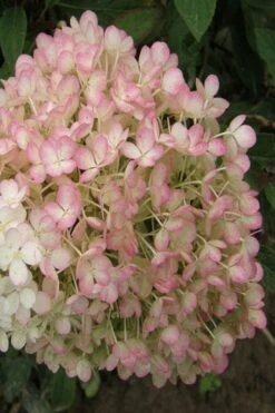 Little Hottie Hydrangea - 3 Gallon Pot -Plant Shop hydrangea paniculata little hottie 9