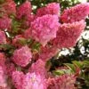 Strawberry Sundae Hydrangea - 3 Gallon Pot -Plant Shop hydrangea paniculata strawberry sundae 1