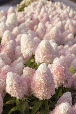 Sweet Summer Panicle Hydrangea - 3 Gallon Pot -Plant Shop hydrangea paniculata sweet summer 1