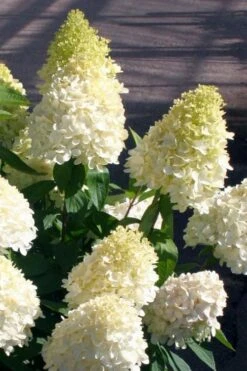 Sweet Summer Panicle Hydrangea - 3 Gallon Pot -Plant Shop hydrangea paniculata sweet summer 2
