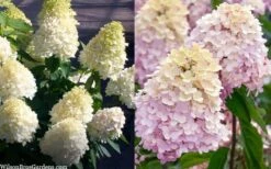 Sweet Summer Panicle Hydrangea - 3 Gallon Pot -Plant Shop hydrangea paniculata sweet summer 7