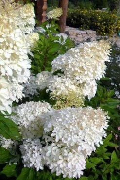 Phantom Hydrangea - 2 Gallon Pot -Plant Shop hydrangea phantom 500x750 1
