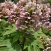 Queen Of Hearts Oakleaf Hydrangea - 3 Gallon Pot -Plant Shop hydrangea queen of hearts oakleaf 500x750 1