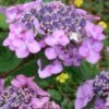 Twist-N-Shout Endless Summer Hydrangea - 3 Gallon Pot -Plant Shop hydrangea twist n shout 12