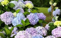 Dear Dolores Hydrangea - 1 Gallon Pot -Plant Shop hydrangea20dear20delores