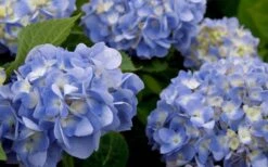 Dear Dolores Hydrangea - 1 Gallon Pot -Plant Shop hydrangea20dear20delores202