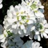Snow Cone Candytuft (Iberis Sempervirens) - 5 Pack Of Quart Pots -Plant Shop iberis sempervirens snow cone candytuft 3